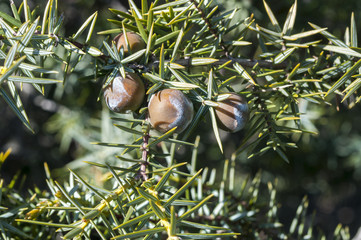 Fruits and leaves of Prickly juniper, Juniperus oxycedrus. Photo taken in Guadarrama Mountains,...