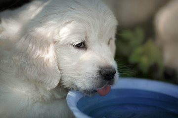 Little puppy Golden retriever