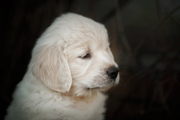 Little puppy Golden retriever