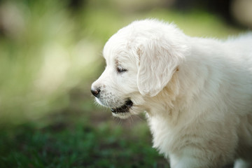 Little puppy Golden retriever