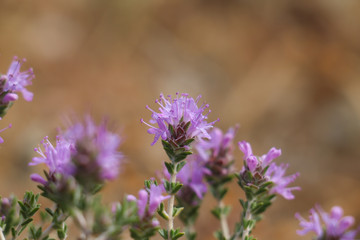 Obraz premium Wildflowers in close-up