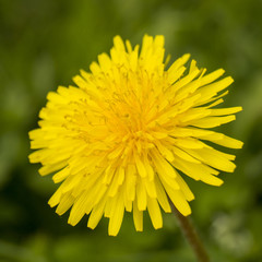 Orange dandelion on background of the green herb