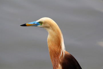 Beautiful of bird waiting for fish in nature ,egret on Thailand