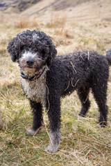 Spanish Water Dog