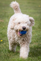 Spanish Water Dog