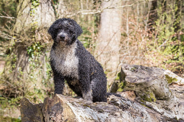 Spanish Water Dog