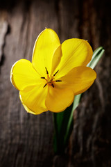 Yellow tulip closeup on wooden surface