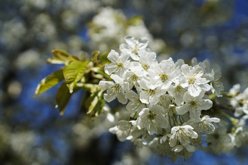 Kirschblüte