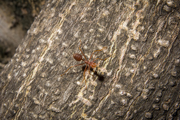 ant closeup