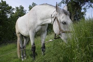 Fototapeta na wymiar Gray white dappled horse grazing on a grassy meadow