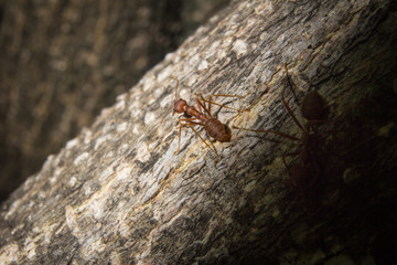 ant closeup