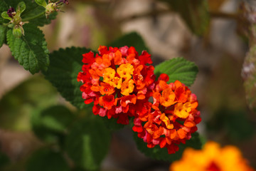 Close-up of beautiful bright red and yellow flowers