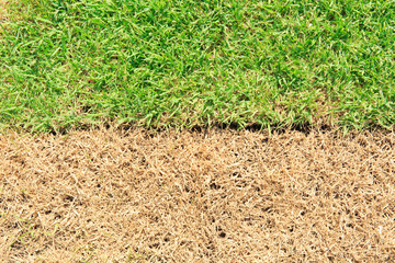 Growth and dead grass in the garden.Different concept.Green and yellow background.Global warming...