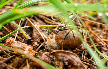 A snail in the garden