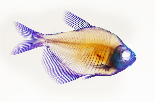 Alizarin red bone stain anatomical fish skeleton preparation of a white finned tetra