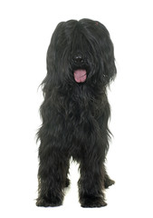Briard in studio