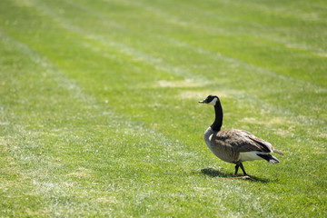 Canada goose walking on the freshly cut grass