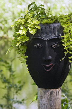 Black sculptured face flower pot with green loosestrife  (lysimachia) on wooden post in backyard garden in spring season