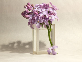 sprig of lilacs in a vase