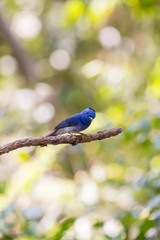 Black-naped Monarch in nature