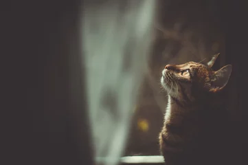 Cercles muraux Chat le rêveur : un portrait de chat tigré près de la fenêtre