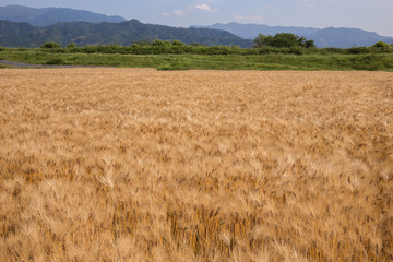 黄金色に色づいた収穫前の小麦畑