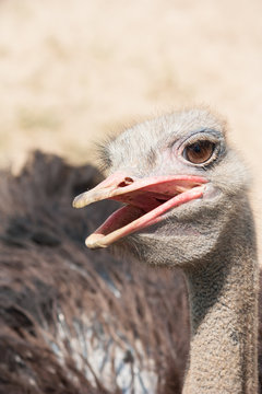 Head of ostrich