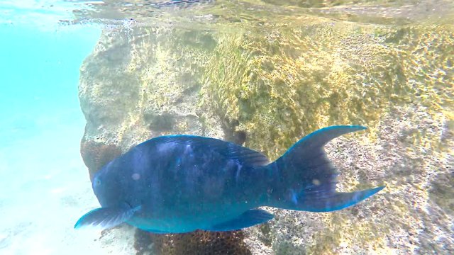 Blue parrotfish (Scarus coeruleus) in the shallow water of Bermuda.