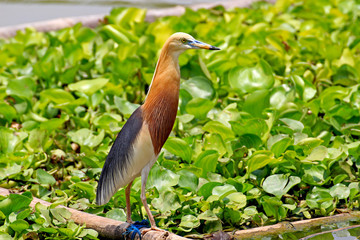 Beautiful of bird waiting for fish in nature ,egret on Thailand