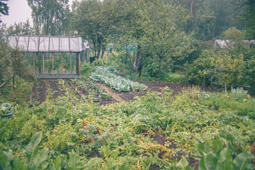 Vegetable garden