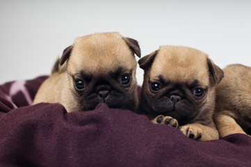 Pug puppies portrait