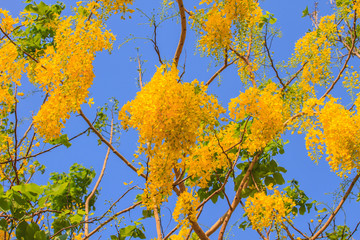 Cassia Fistula in clear blue sky