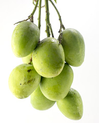 Fresh Mango , Green Mango isolated on white background