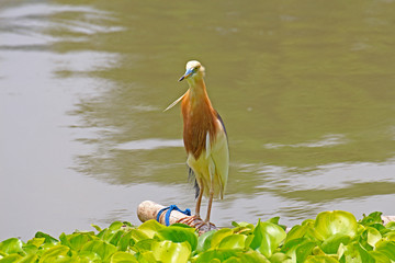 Beautiful of bird waiting for fish in nature ,egret on Thailand