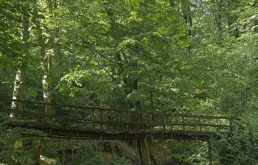 Old wooden bridge in a dense shady woods