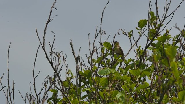 oiseaux chantant (4k avec son)