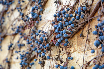 Grapes on the wall