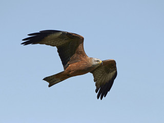 Red kite (Milvus milvus)