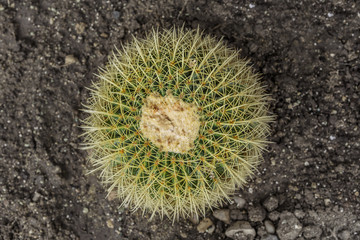 Round cactus in the ground. 