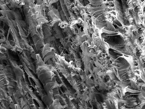 Micro structure from a fracture of Lacewood, imaged in a scanning electron microscope