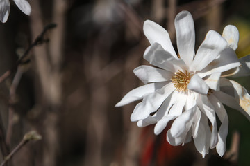 Magnolia stellata