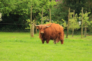 schottisches Hochlandrind auf der Weide