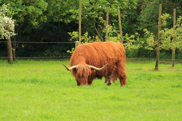 Schottisches Hochlandrind grast auf der Weide