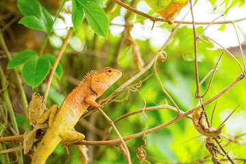 Lizard animal holding on the tree