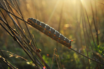 Worms, insects, green butterfly worm on a leaf sunlight