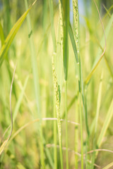Rice field green grass