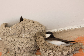 Small urban bird building its nest