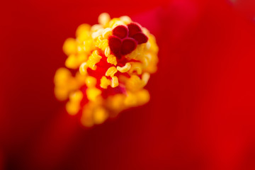 hibiscus flower with Malaysia flag. © hin255