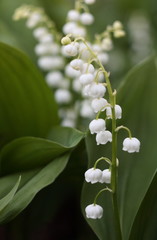 Obraz premium Lily of the valley in the forest