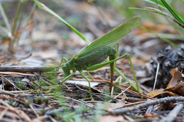 The female green grasshopper lays her eggs in the earth